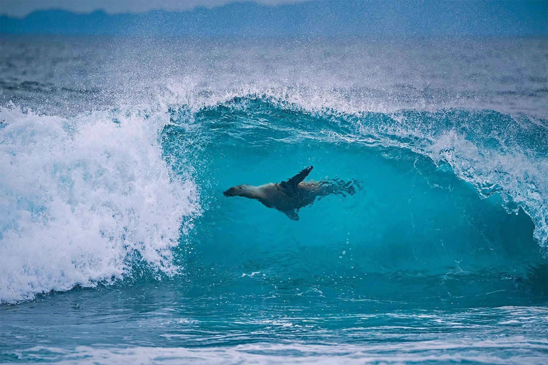 Sea lion swimming through turquoise wave in Galapagos Islands Ecuador
